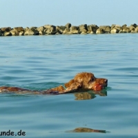 Zwischen den Buddelaktionen entspannt sich Silky auch bei einer Schwimmrunde