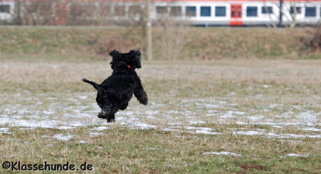 Mainwiesen_0011_160313