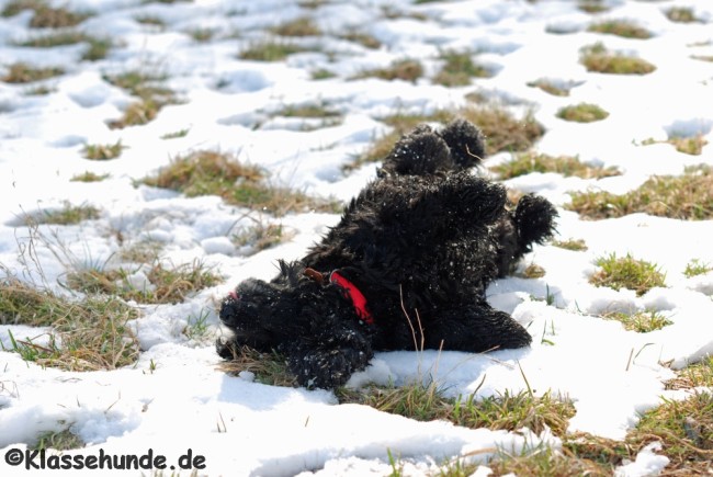 Mainwiesen_0041_160313