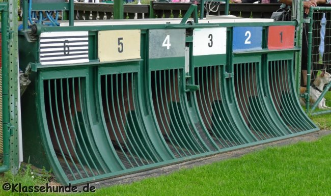 Jederhundrennen_005_090513
