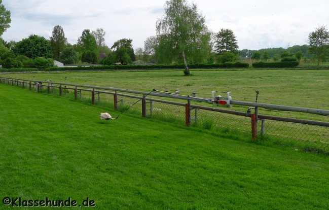 Jederhundrennen_066_090513