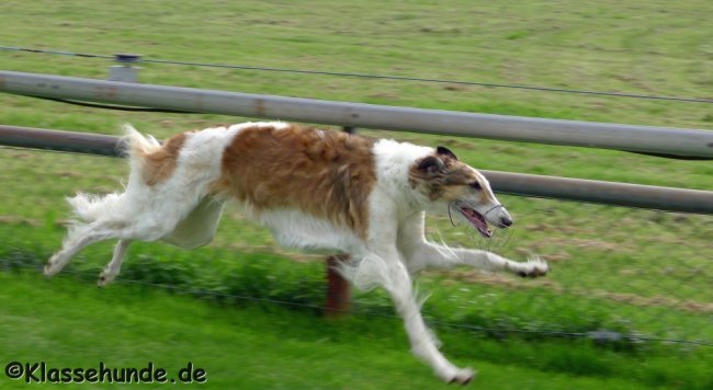 Jederhundrennen_069_090513
