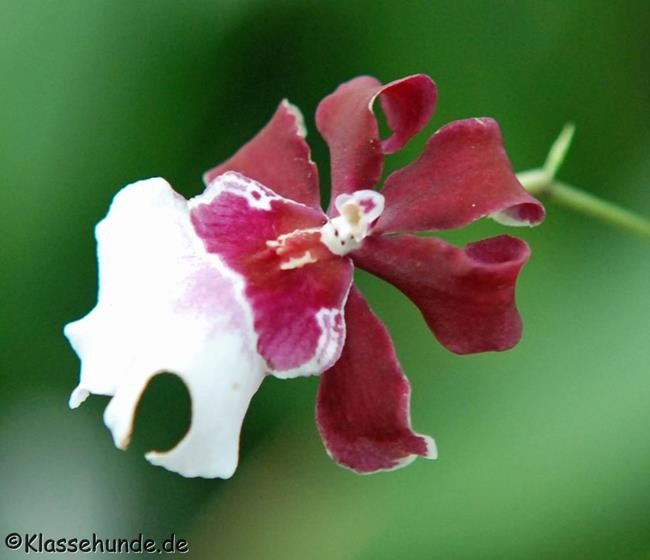 Biosphaere_0099