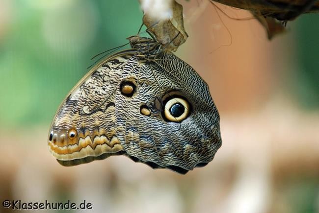 Biosphaere_0195